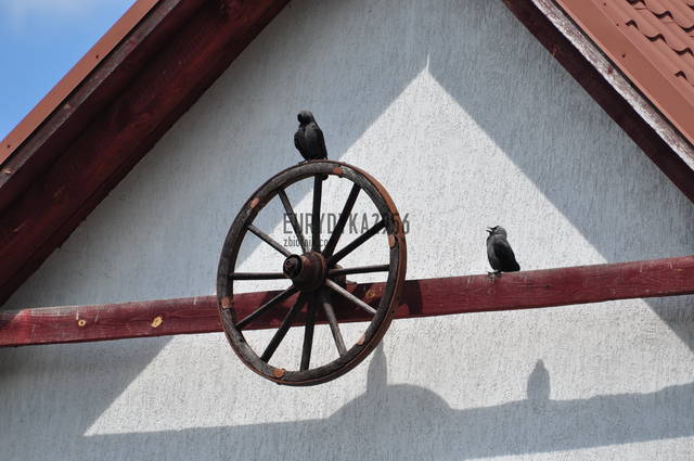 ptaszek - Eurydyka2956