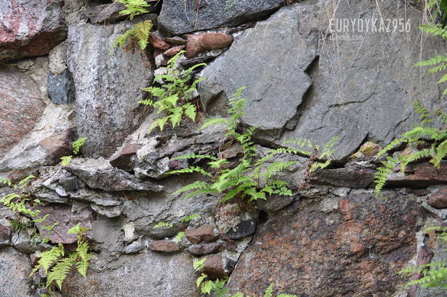 DSC_3508.JPG - Eurydyka2956