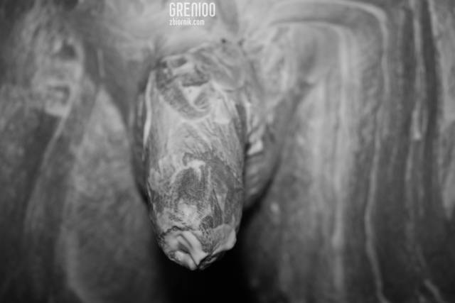 Golonko... - Grenioo