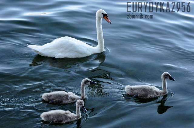 Rodzinka .PL - Eurydyka2956