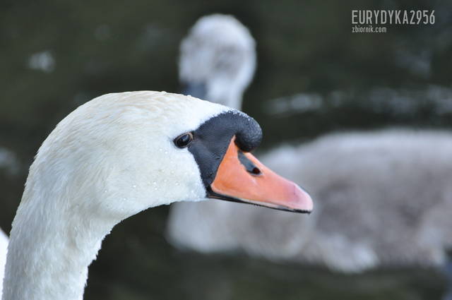 ŁABĄDEK :) - Eurydyka2956