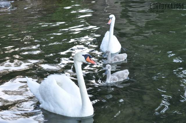 Brzydkie kaczątka - Eurydyka2956