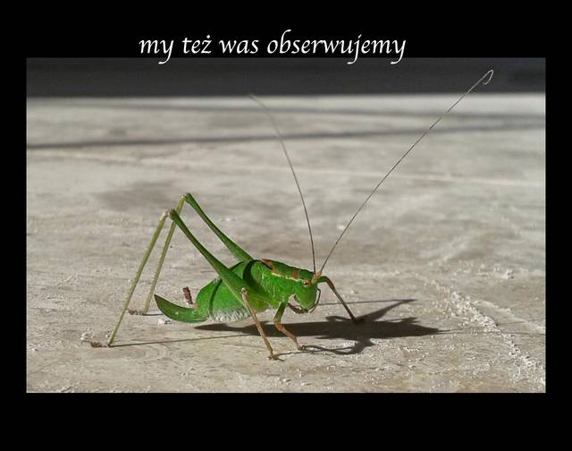 zielono mi - parka3033