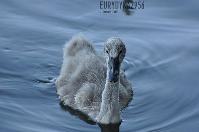 brzydalek - Eurydyka2956