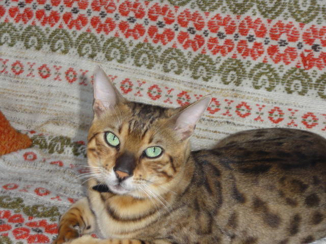 DSC00196.JPG - maxim44