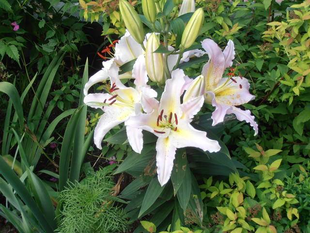 Messalinie... - Pan_Stanowczy