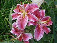 Damom, Ladacznicom, Dziwkom, Sukom, Kurtyzanom....wszystkim !