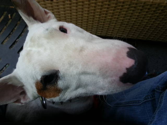Pitt 1.jpg - pittbull73