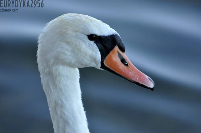 DSC_5067.JPG - Eurydyka2956