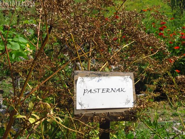 figa z makiem z ,,,,, - Eurydyka2956