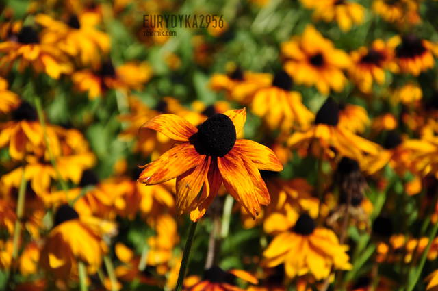 DSC_6891.JPG - Eurydyka2956