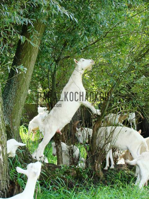 Gdzieś na pastwisku... - para_kochankow