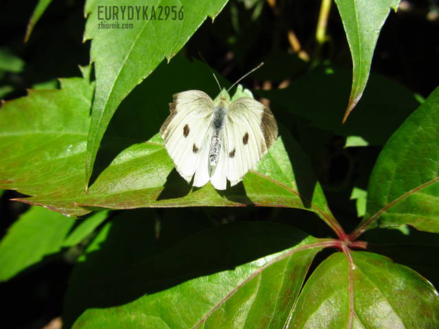 Motylek - Eurydyka2956
