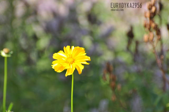 Kwiatek - Eurydyka2956