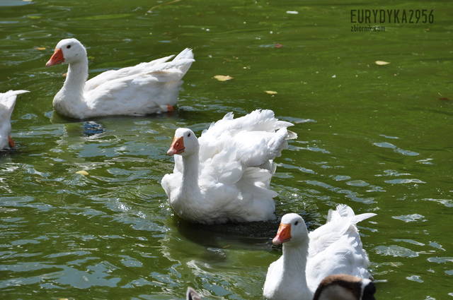 DSC_6947.JPG - Eurydyka2956