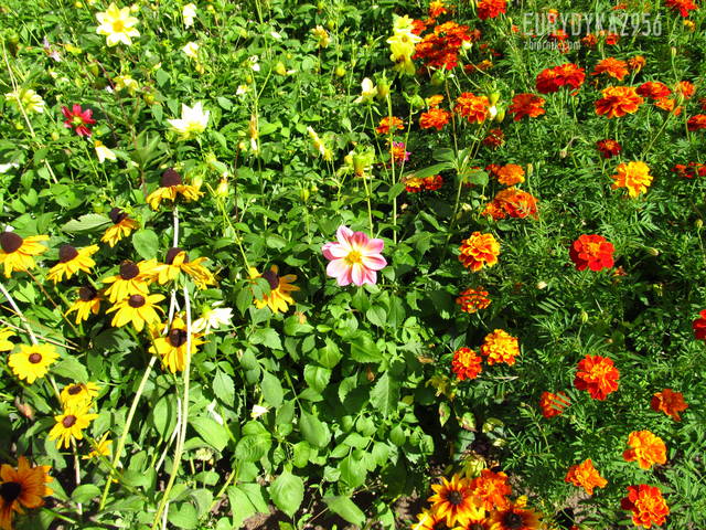 łączka - Eurydyka2956