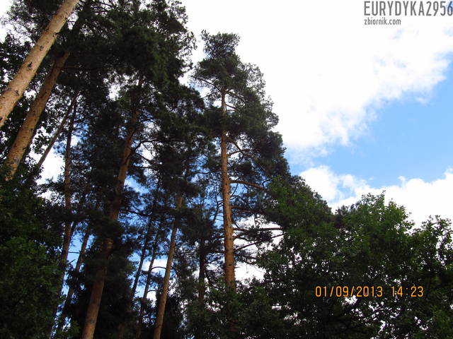 Niebo - Eurydyka2956