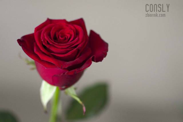 róża - ConSly