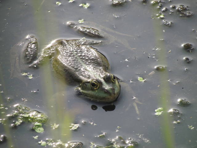 dostanę całusa,a wtedy może... - wodnik50