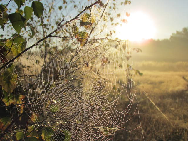 IMG_2886.JPG - wodnik50