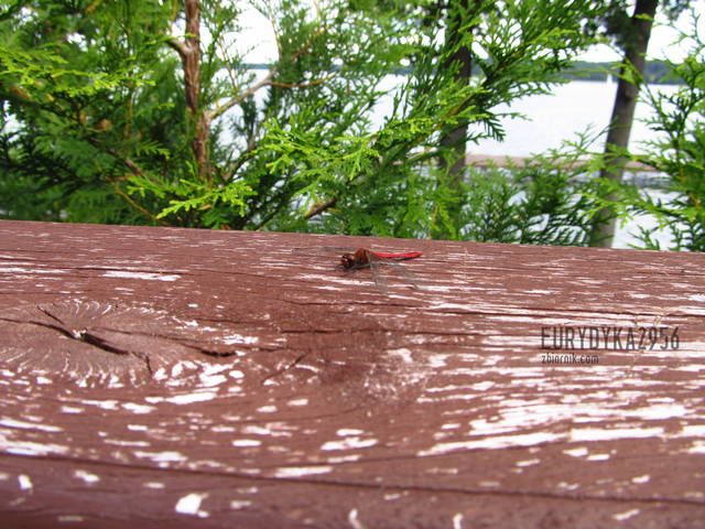 IMG_1750.JPG - Eurydyka2956