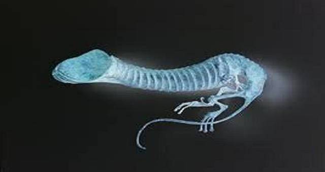 Szkielet  - Devvil86