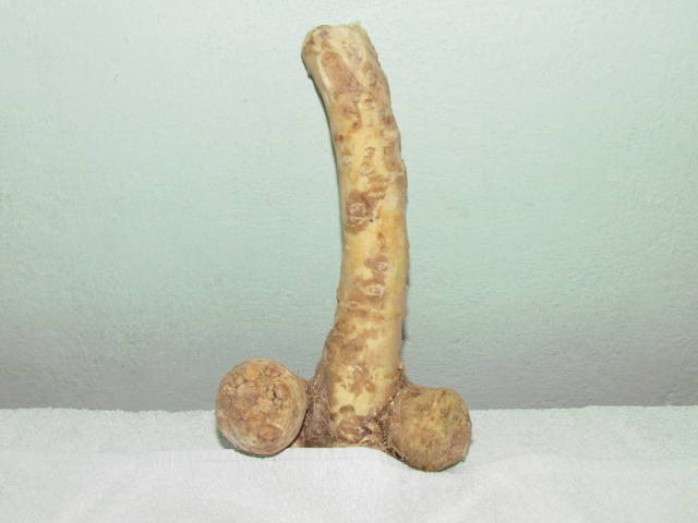 przyroda  tworzy takie.... - wodnik50