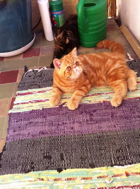 Arezo - waw23transka