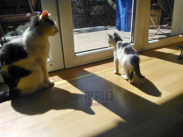 WP_001692.jpg - nero63