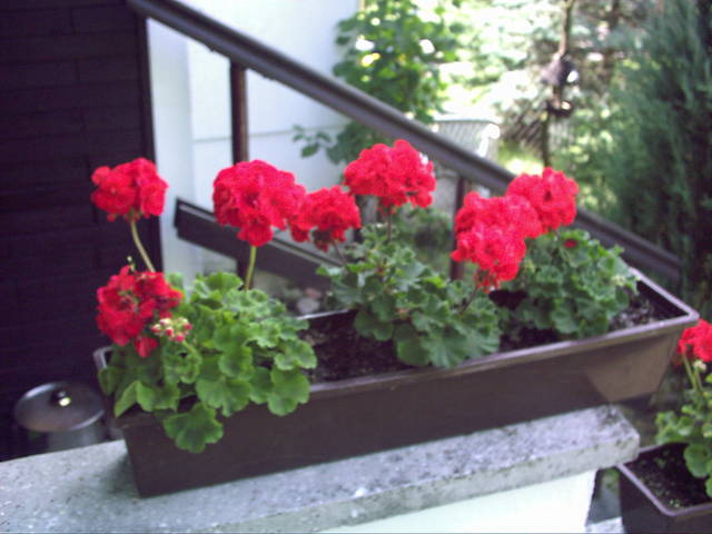 PIC00833.JPG - kecaj72