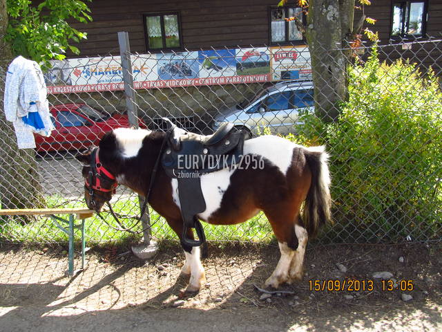 ia ia ia :) - Eurydyka2956