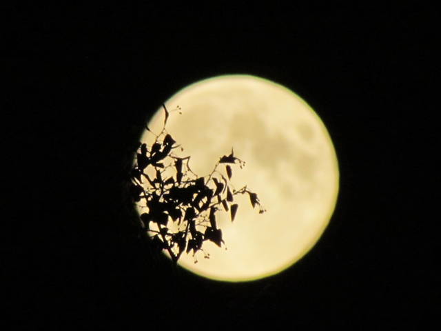 IMG_3286.JPG - wodnik50