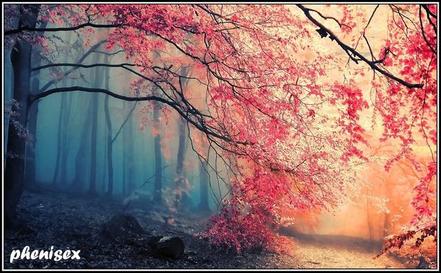 wiosna , lato ,  jesień ,  zima nic mi się nie przypomina - phenisex