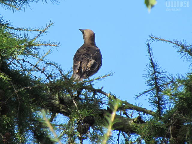 IMG_3289.JPG - wodnik50