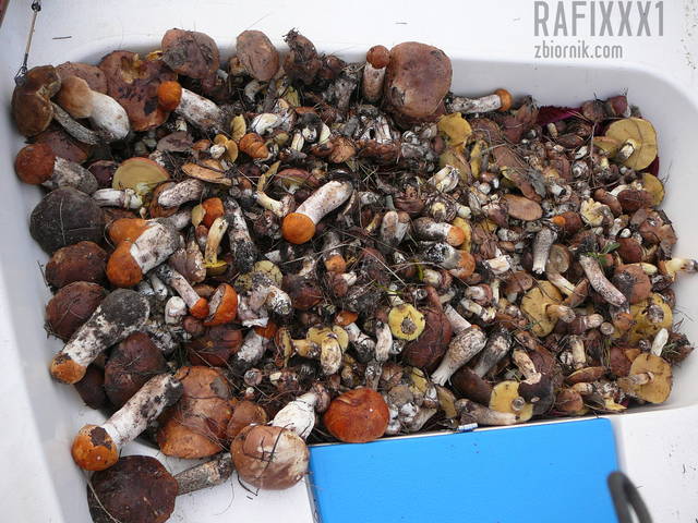 Pogoria 4 - rafixxx1