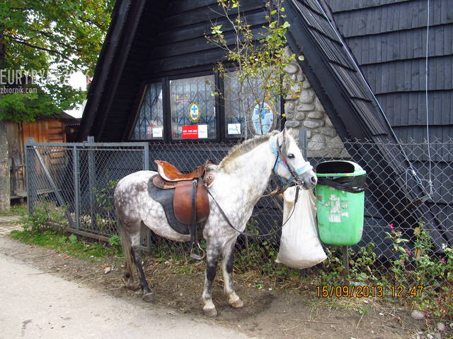 tylko ksiecia brak :) - Eurydyka2956