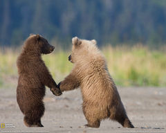 grizzly-bear-cubs-.jpg