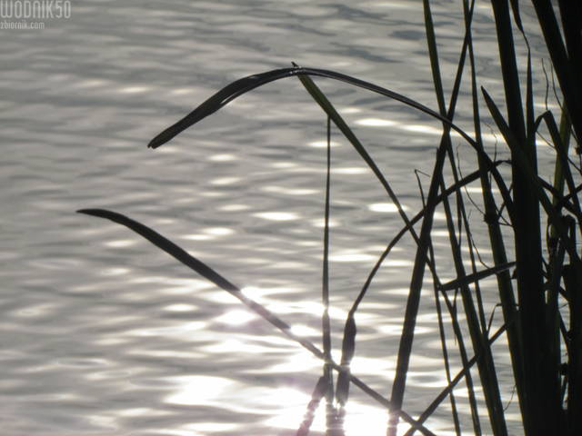 IMG_3604.JPG - wodnik50