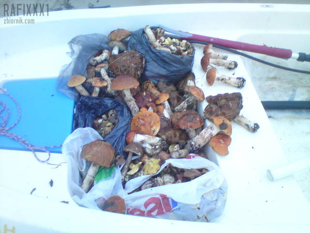 Pogoria jest piękna - rafixxx1