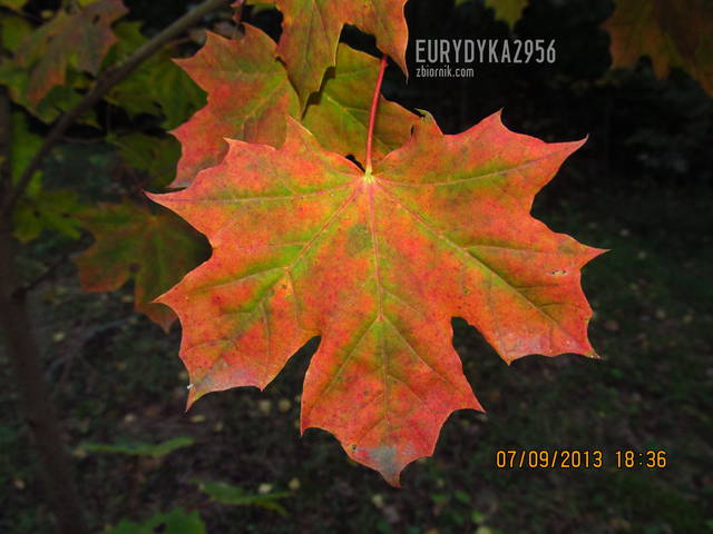 IMG_2028.JPG - Eurydyka2956