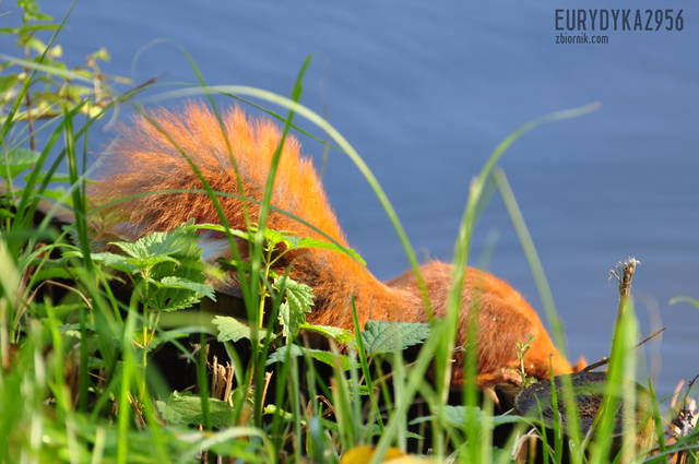 ale mnie sie pic chce :-) - Eurydyka2956