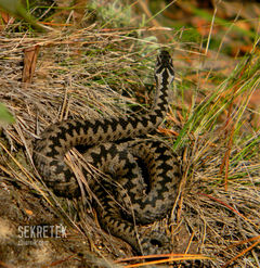 a gdzie jest Twoja...własna żmija ?