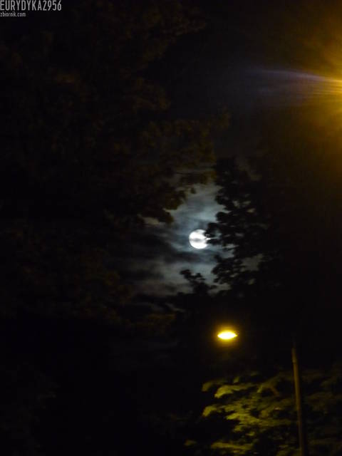 P1030645.JPG - Eurydyka2956