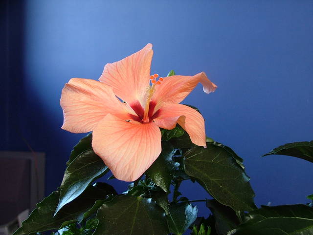 Chińska Róża.. - NauczeCieLatac