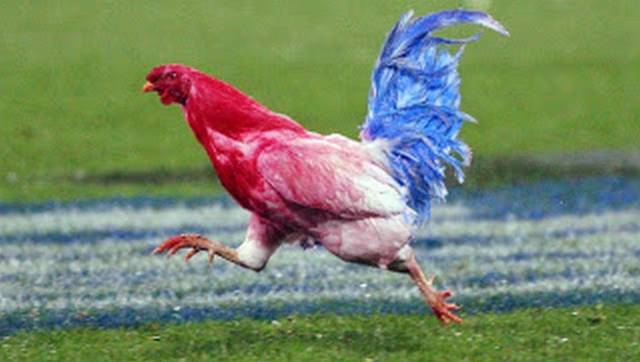 le coq - Pan_od_francuskiego