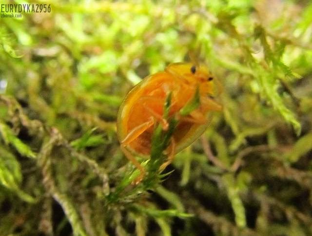 Bierdonka :) - Eurydyka2956