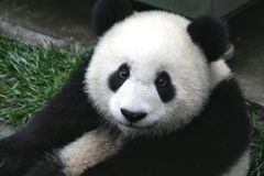 pan