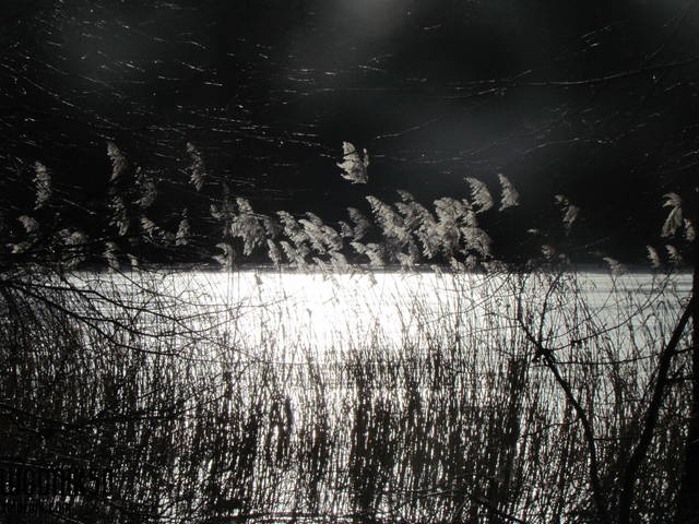 IMG_8319.JPG - wodnik50