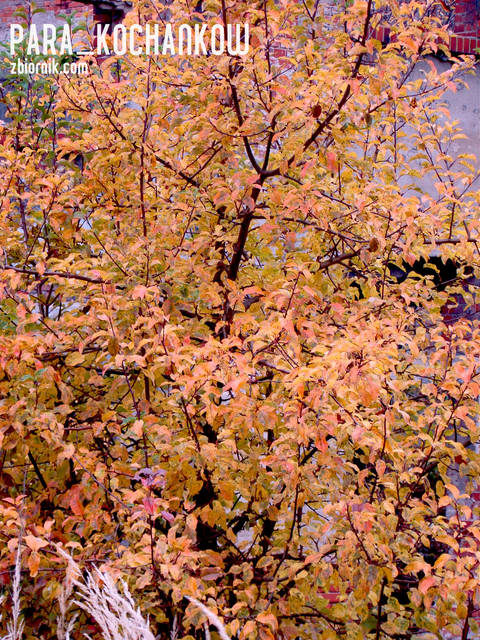 Złota jesień - para_kochankow