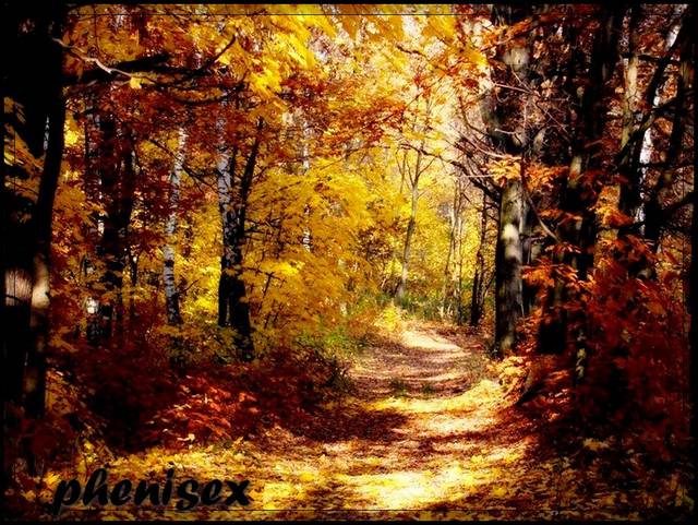 jesienne ścieżki - phenisex